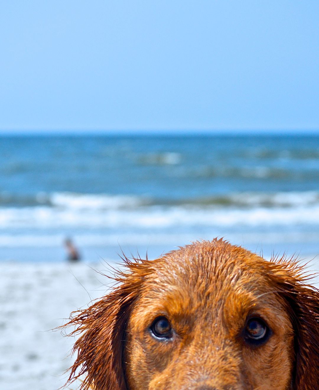 Dog next to beach - Pet Friendly Vacation Rentals in Naples Florida