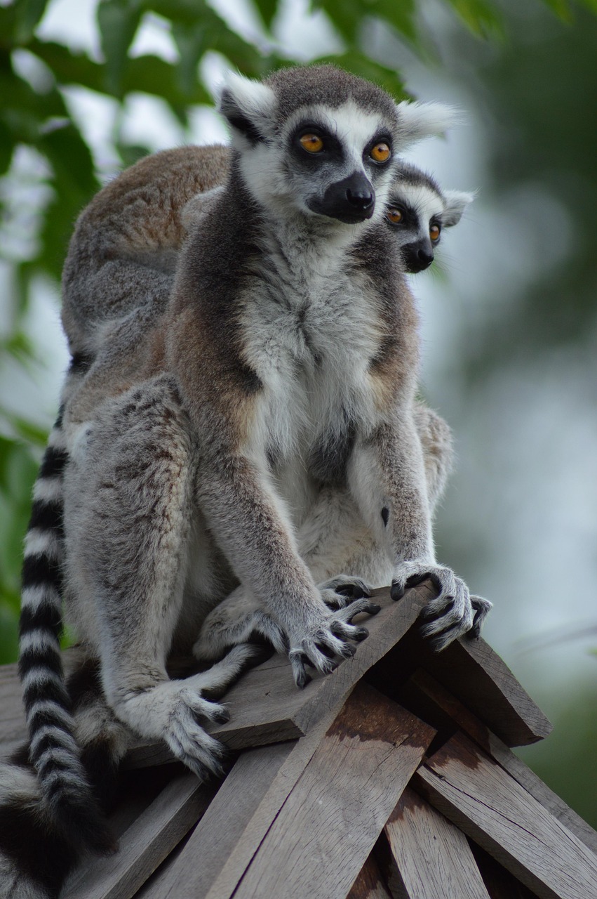lemurs